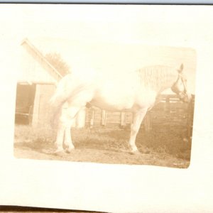c1900s Huge Beautiful White Horse RPPC Heavy Breed Boulonnais Real Photo PC A135