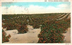 Vintage Postcard 1931 Typical Orange Grove Florida The Asheville Post Card Pub.