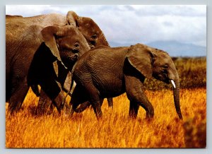 African Elephants Walking Together 4x6 Postcard 1822