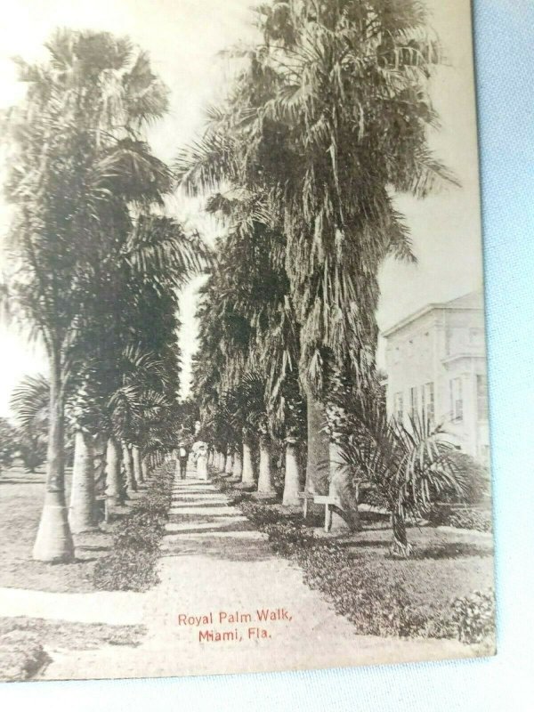 Vintage Postcard Royal Palm Walk Miami FL Florida