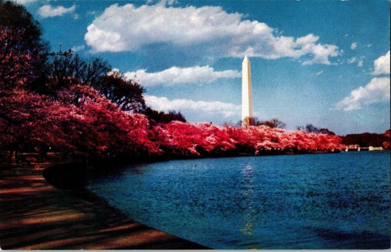 Washington Monument Cherry Tree Bloom Arlington Virginia VA Kodachrome Postcard 