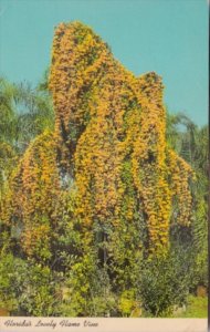 Florida Flowers The Flame Vine