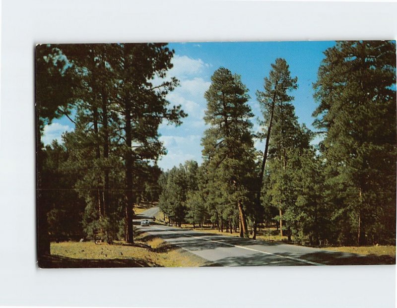 B-210888 The largest stand of Ponderosa Pine Forest in America Arizona USA