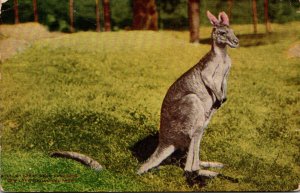 New York City Kangaroo New York Zoological Park