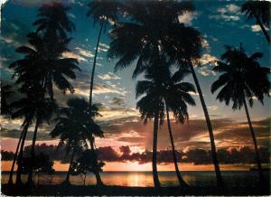 Tahiti stately trees frame a beautiful Pacific sunset