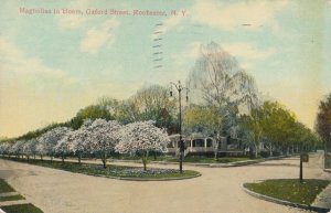 Magnolias in Bloom on Oxford Street - Rochester NY, New York - pm 1911 - DB