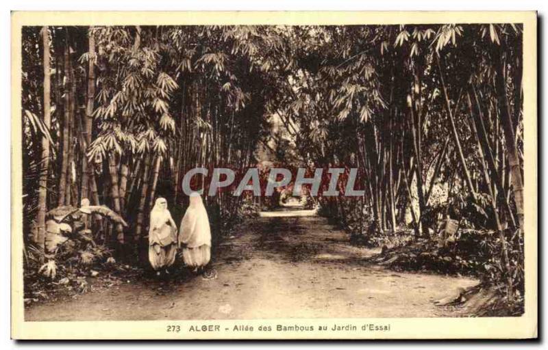 Old Postcard Alger Allee Bamboo in the Garden of Test