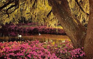 Airlie Gardens Wilmington, North Carolina NC  