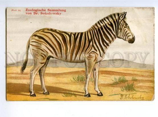 143704 Hunt Burchell ZEBRA Equus burchellii SOKOLOWSKY vintage