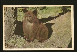 Taylorchrome Canadian Rockies Bear Cub Postcard