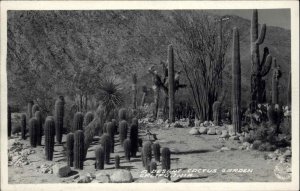 California CA Cactus Garden Frasher's Frashers Real Photo Vintage Postcard