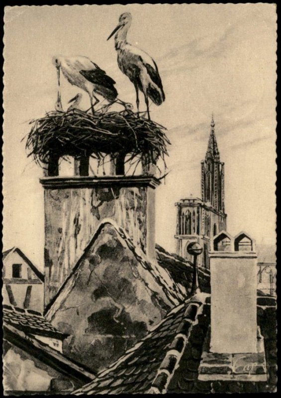 Germany Alsace Elsass Stork Nest Occupation Picture Postcard G65296