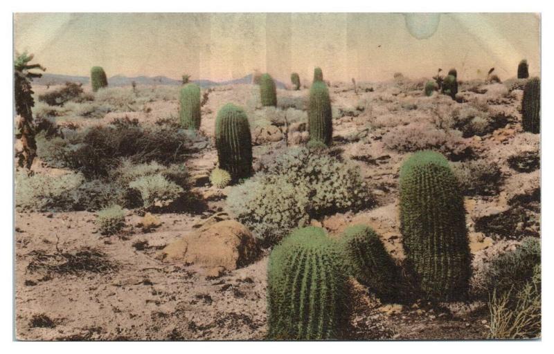 Devil's Garden near Palm Springs, CA Hand-Colored Postcard *5N19