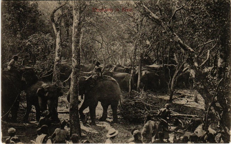 PC CPA CEYLON - SRI LANKA, ELEPHANTS IN KRAAL, VINTAGE POSTCARD (b10567)