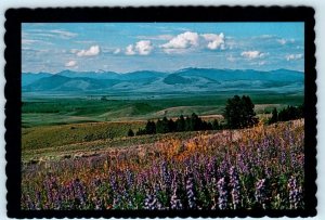 BOB MARSHALL WILDERNESS Area, Montana MT near Kalispell  1981 - 4x6 Postcard