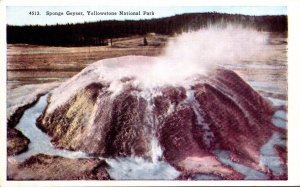 Yellowstone National Park Sponge Geyser