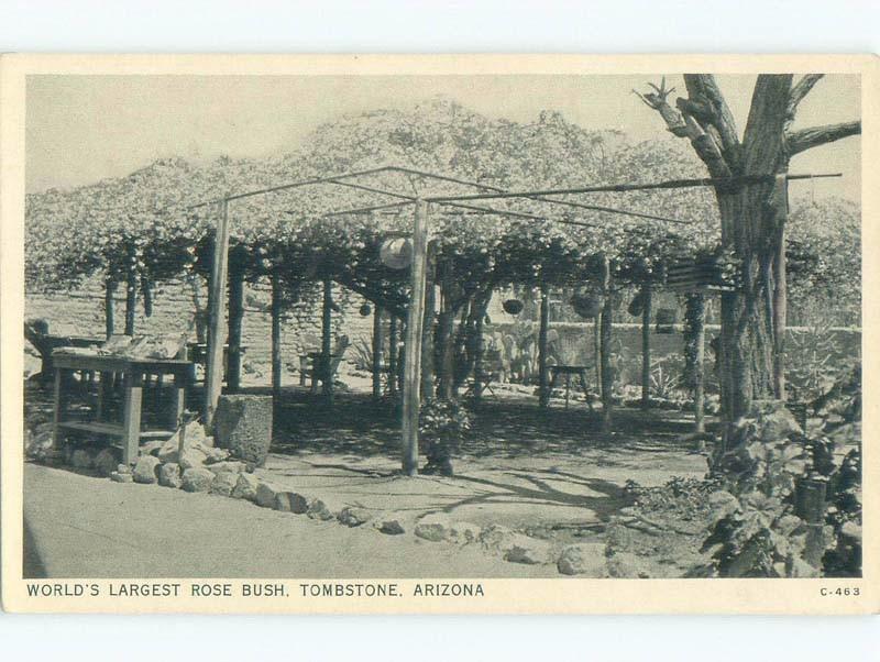 Unused 1940's WORLD'S LARGEST ROSE BUSH Tombstone Arizona AZ E6275-22