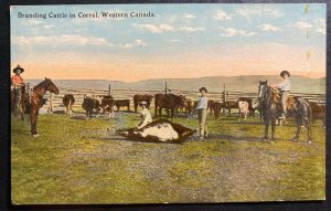 Mint Western Canada Color Picture Postcard Branding Cattle In Corral