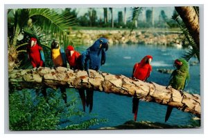 Vintage 1961 Postcard Beautiful Parrots in a Tree Busch Gardens Tampa Florida