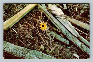 Yellow Flower Blooming Among Sticks, Chrome Postcard