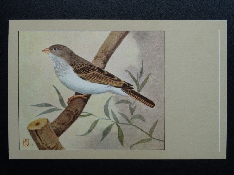 Bird Theme GREY SINGING FINCH c1950s Postcard by P. Sluis Series 6 No.67