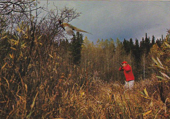 Pheasant Hunting In Canada