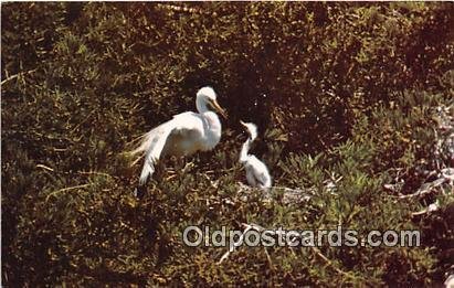 Stinson Beach, CA, USA Great Egret Unused 