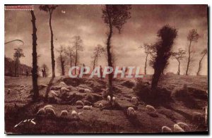 Old Postcard In Limousin Sheep Pasture