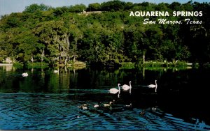 Texas San Marcos Aquarena Springs White Swans and Ducks