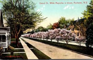 New York Rochester Oxford Street White Magnolias In Bloom