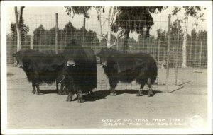 Balboa Park Zoo San Diego CA FRASHER'S Real Photo Postcard YAKS