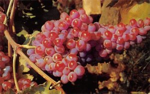 Grapes Wilson, New York, USA Fruit Assorted Unused 