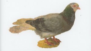 1880's Pideon Bird Victorian Die Cut Trade Card #6TE