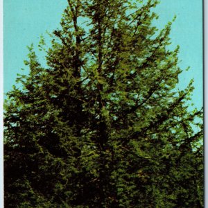 1971 Penn. PA Hemlock Pennsylvania State Tree Majestic Evergreen Teich PC A237