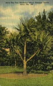 Screw Pine Tree - Davie, Florida FL