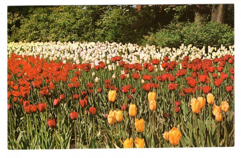 Tulips, Ottawa, Ontario, Flowers