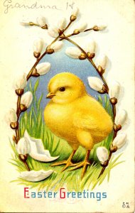 Greeting - Easter   (chicks)  