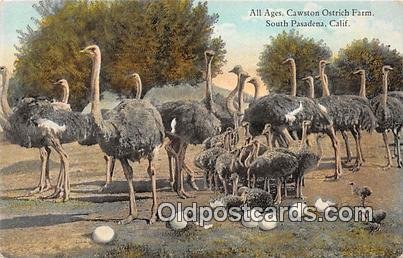 South Pasadena, CA, USA All Ages, Cawston Ostrich Farm Unused 