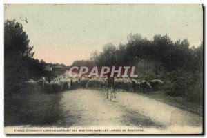 Old Postcard Folklore Echassier Landes keeping his sheep in the Landes de Gas...