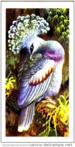 Brooke Bond Trade Card Tropical Birds No 48 Victoria Crowned Pigeon