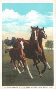 THE THREE GRACES ARABIAN HORSES KELLOGG PONOMA CALIFORNIA POSTCARD (c. 1920s)
