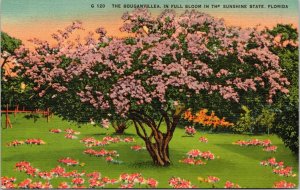 postcard - The Bouganvillea in Full bloom in the Sunshine State, Florida
