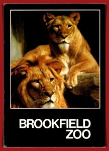 Illinois. Chicago - Brookfield Zoo - Lions - [IL-372X]
