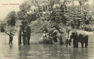 ceylon, Native Men with bathing Elephants (1911) Postcard