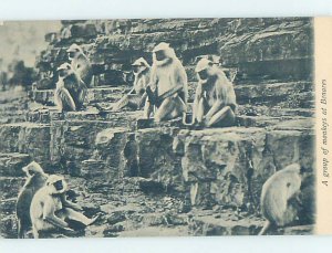 Divided-back MANY MONKEYS Benares - Banaras Kashi - Uttar Pradesh India AD4985