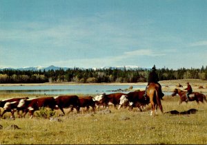 Canada British Columbia Round-Up Time