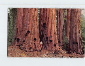 Postcard Horse Group, Congress Grove of Big Trees, Sequoia National Park, CA