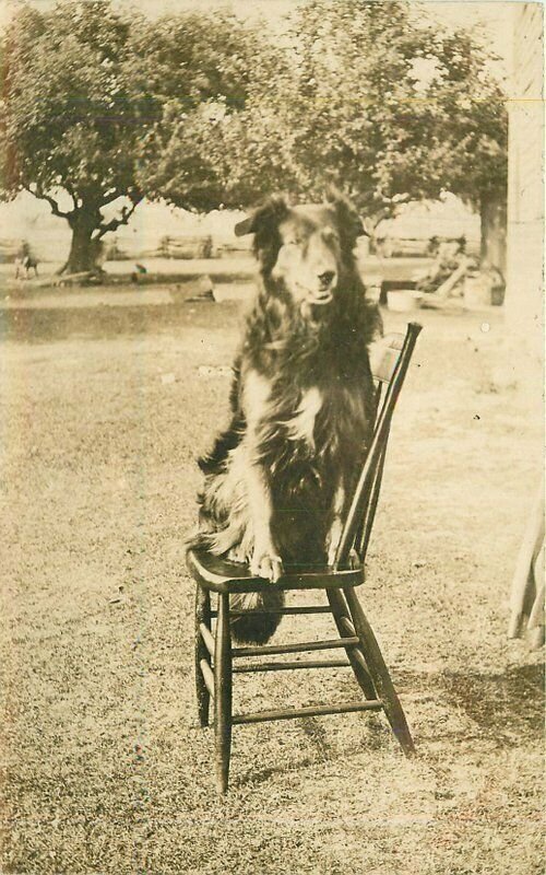 Bryan Ohio Dog posing on Chair RPPC Photo Postcard 21-4833