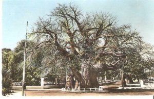 CE0222 madagascar majunga baobab living fossils
