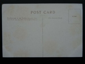 Hampshire New Forest THE HILL WOODS LYNDHURST W.Tyndale c1904 PC